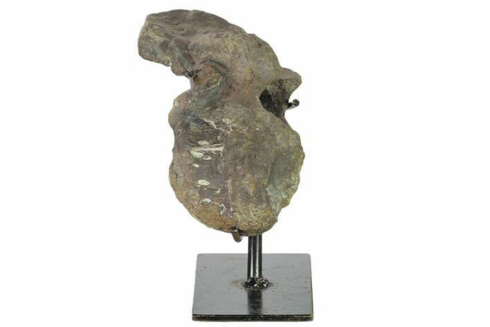 Fossil Nodosaur Vertebra on Metal Stand - Montana #132012